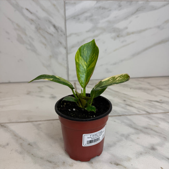 The Plant Farm® Houseplants Philodendron Green Congo Variegated, 4" Plant