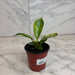 The Plant Farm® Houseplants Philodendron Green Congo Variegated, 4" Plant