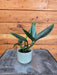 The Plant Farm® Houseplants Philodendron Guttiferum, 2" Plant