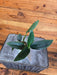 The Plant Farm® Houseplants Philodendron Guttiferum, 2" Plant