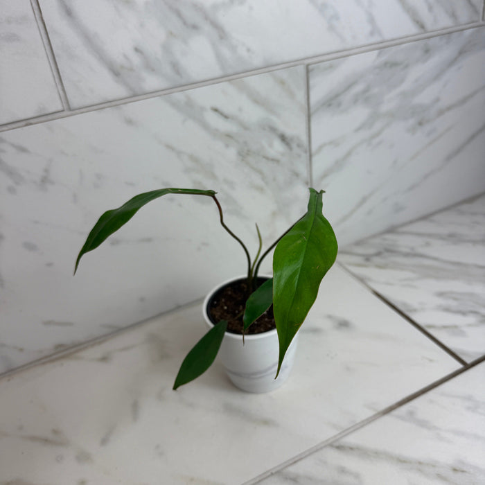 The Plant Farm® Houseplants Philodendron Joepii, 4" Plant