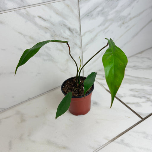The Plant Farm® Houseplants Philodendron Joepii, 4" Plant