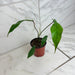 The Plant Farm® Houseplants Philodendron Joepii, 4" Plant