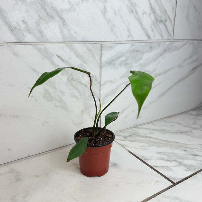 The Plant Farm® Houseplants Philodendron Joepii, 4" Plant