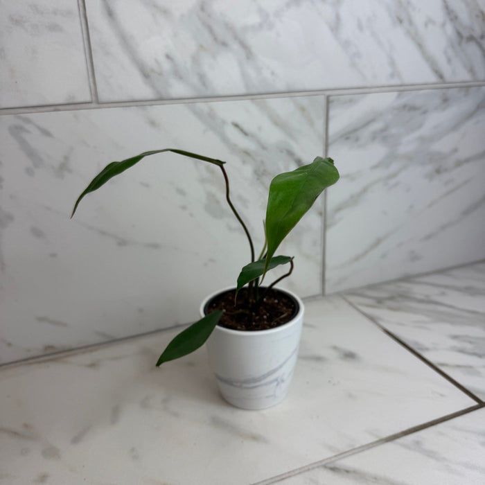 philodendron joepii buy Philodendron Joepii, 4" Plant — The Plant Farm®