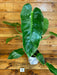 The Plant Farm® Houseplants Philodendron Jose Buono High Variegation-Pick Your Plant, 6"Plant