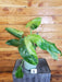 The Plant Farm® Houseplants Philodendron Jose Buono - Pick Your Plant, 4" Plant