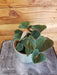 The Plant Farm® Houseplants Philodendron Lupinum, 4" Plant