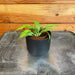 The Plant Farm® Houseplants Philodendron Lynette, 2" Plant