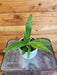 The Plant Farm® Houseplants Philodendron Lynette, 4" Plant
