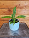 The Plant Farm® Houseplants Philodendron Lynette, 4" Plant