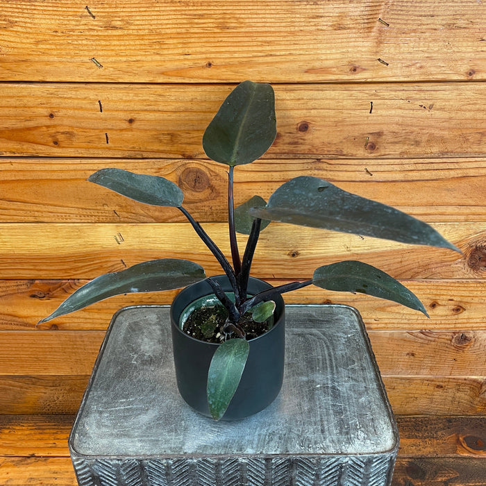 The Plant Farm® Houseplants Philodendron Majesty, 4" Plant