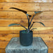 The Plant Farm® Houseplants Philodendron Majesty, 4" Plant