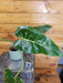 The Plant Farm® Houseplants Philodendron Maximum, 4" Plant- Pick Your Plant