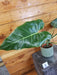 The Plant Farm® Houseplants Philodendron Maximum, 4" Plant- Pick Your Plant