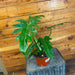 The Plant Farm® Houseplants Philodendron Mayoi, 6" Plant