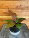 The Plant Farm® Houseplants Philodendron McColley's Finale, 4" Plant