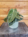 The Plant Farm® Houseplants Philodendron Melanochrysum, 4" Plant