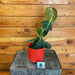 The Plant Farm® Houseplants Philodendron Melanochrysum-Pick Your Plant, 4" Plant