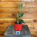 The Plant Farm® Houseplants Philodendron Melanochrysum-Pick Your Plant, 4" Plant