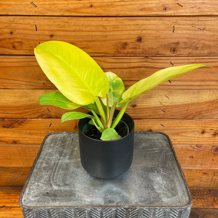 The Plant Farm® Houseplants Philodendron Melinonii 'Golden', 4" Plant