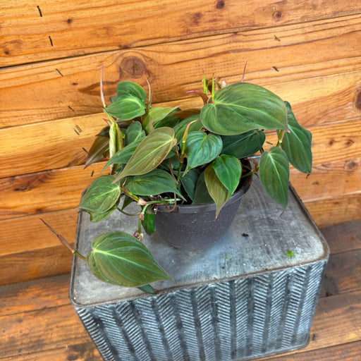 The Plant Farm® Houseplants Philodendron Micans, 6" Plant