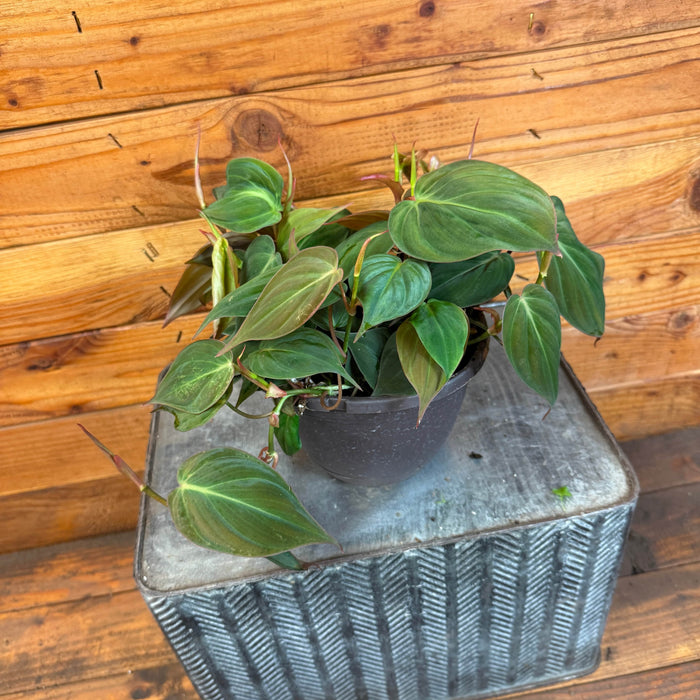 The Plant Farm® Houseplants Philodendron Micans, 6" Plant