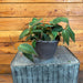 The Plant Farm® Houseplants Philodendron Micans, 6" Plant
