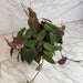 The Plant Farm® Houseplants Philodendron Micans, 6" Plant