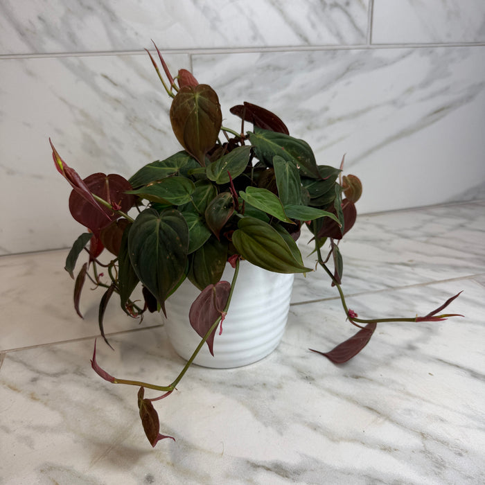 The Plant Farm® Houseplants Philodendron Micans, 6" Plant