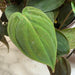 The Plant Farm® Houseplants Philodendron Micans, 6" Plant