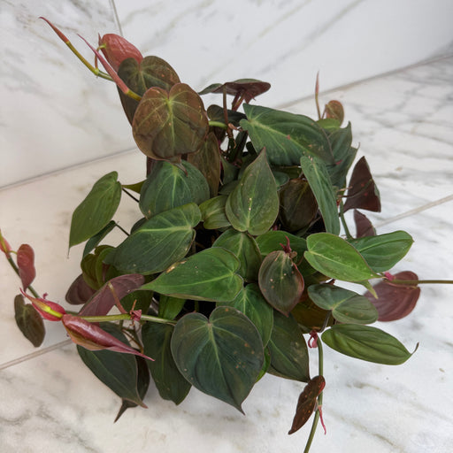 The Plant Farm® Houseplants Philodendron Micans, 6" Plant