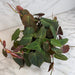 The Plant Farm® Houseplants Philodendron Micans, 6" Plant