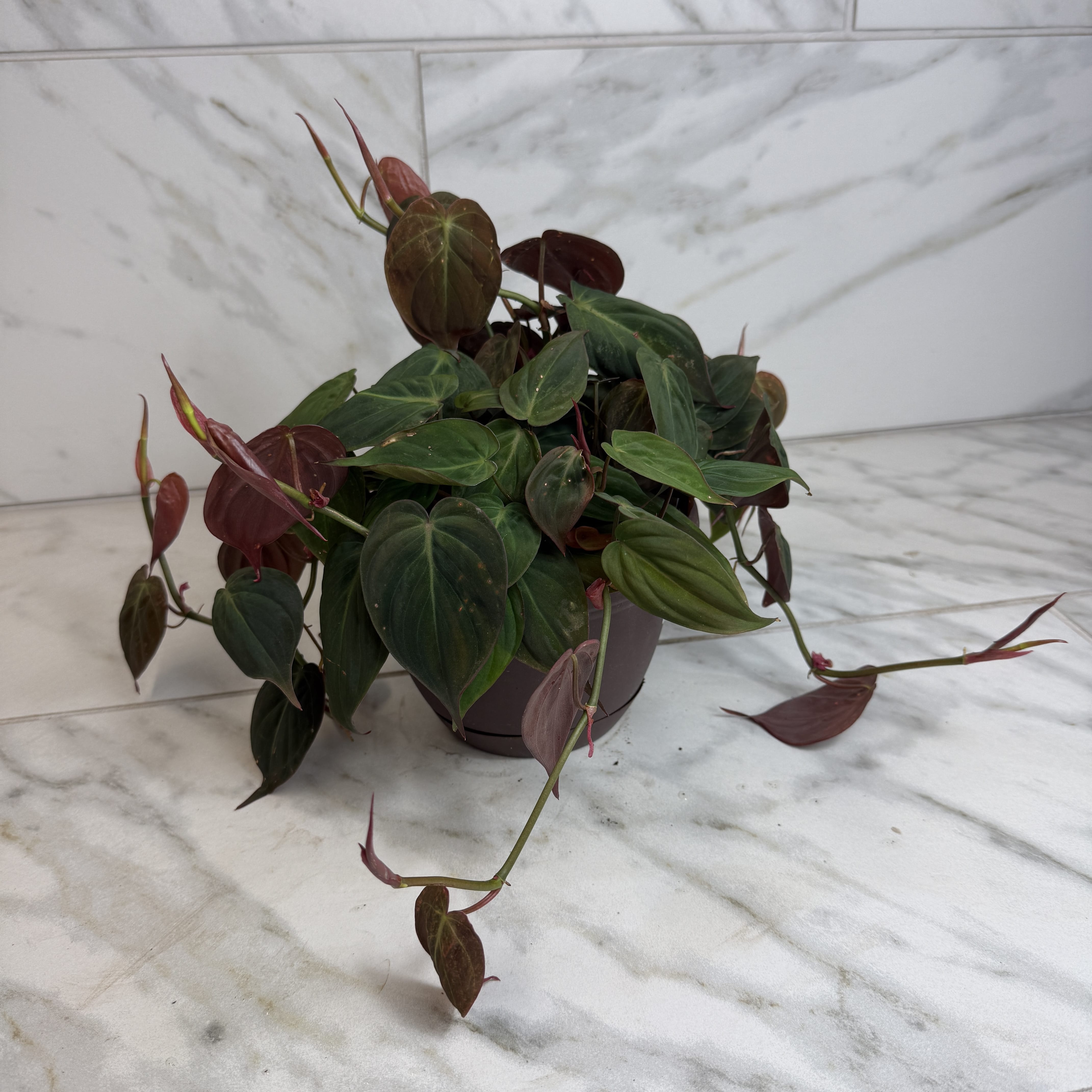 buy philodendron micans Philodendron Micans, 6" Plant — The Plant Farm®