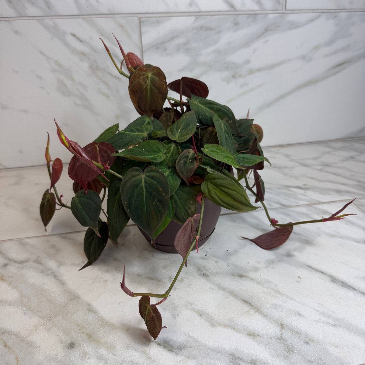 Philodendron Micans, 6