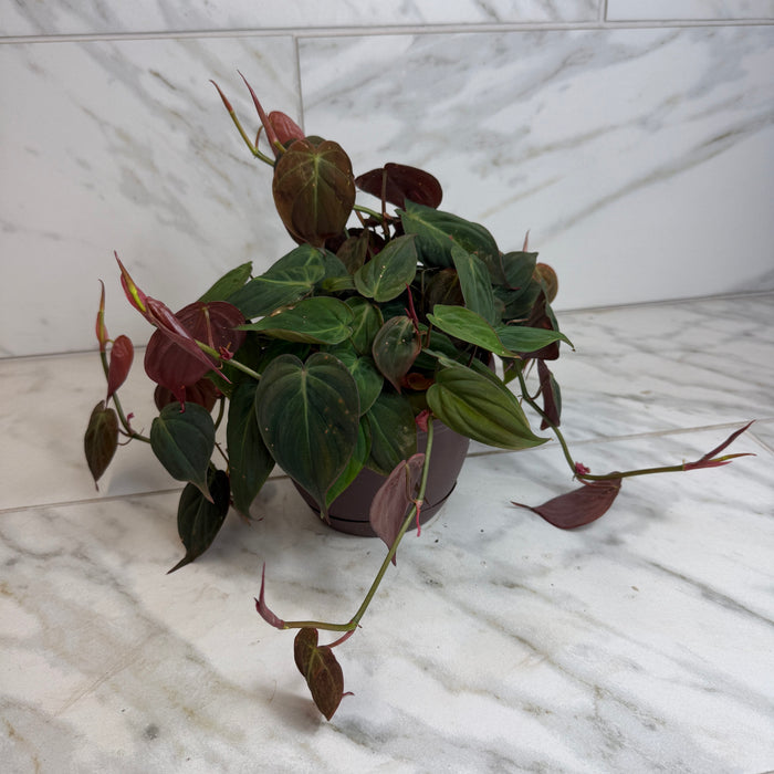 philodendron micans full plant Philodendron Micans, 6" Plant — The Plant Farm®