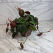 The Plant Farm® Houseplants Philodendron Micans, 6" Plant
