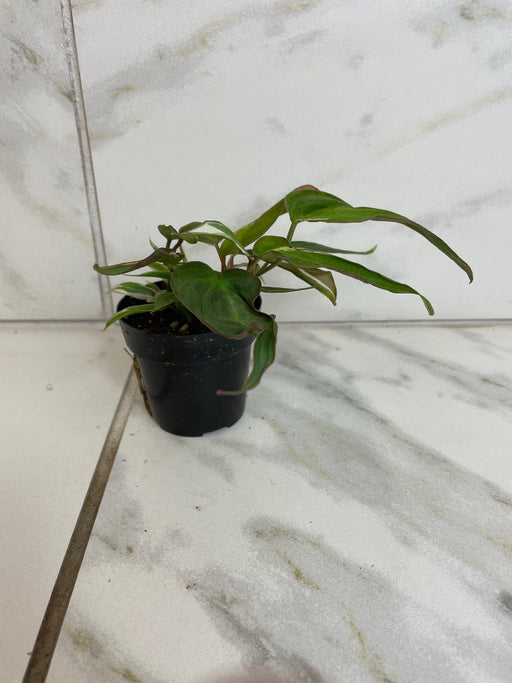 The Plant Farm® Houseplants Philodendron Micans Halo Variegated, 2" Plant