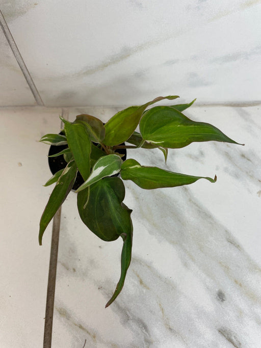 The Plant Farm® Houseplants Philodendron Micans Halo Variegated, 2" Plant