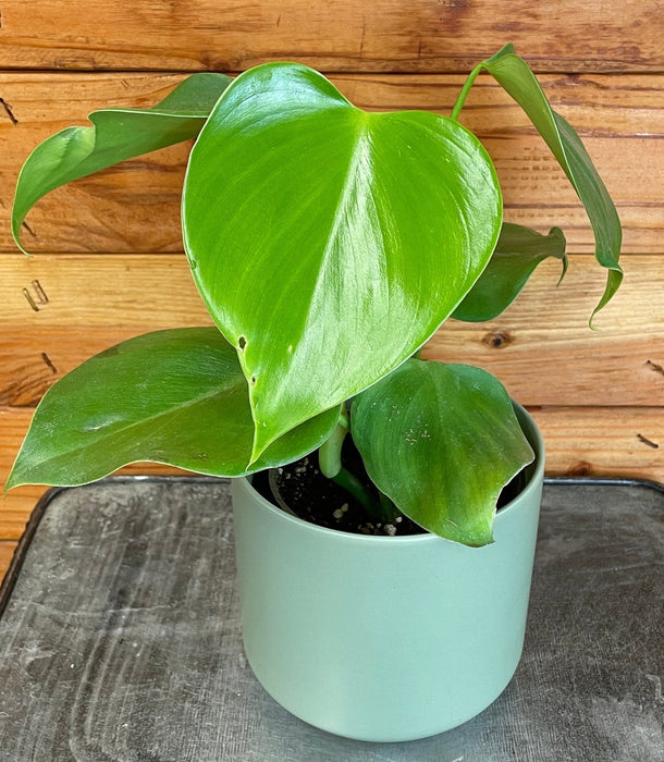 The Plant Farm® Houseplants Philodendron Microstictum, 4" Plant