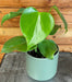 The Plant Farm® Houseplants Philodendron Microstictum, 4" Plant
