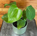 The Plant Farm® Houseplants Philodendron Microstictum, 4" Plant