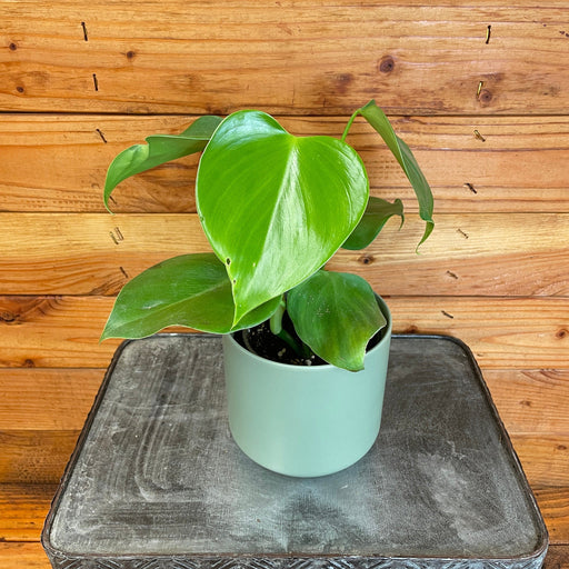 philodendron microstictum care Philodendron Microstictum, 4" Plant, The Plant Farm