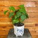 The Plant Farm® Houseplants Philodendron Microstictum, 6" Plant