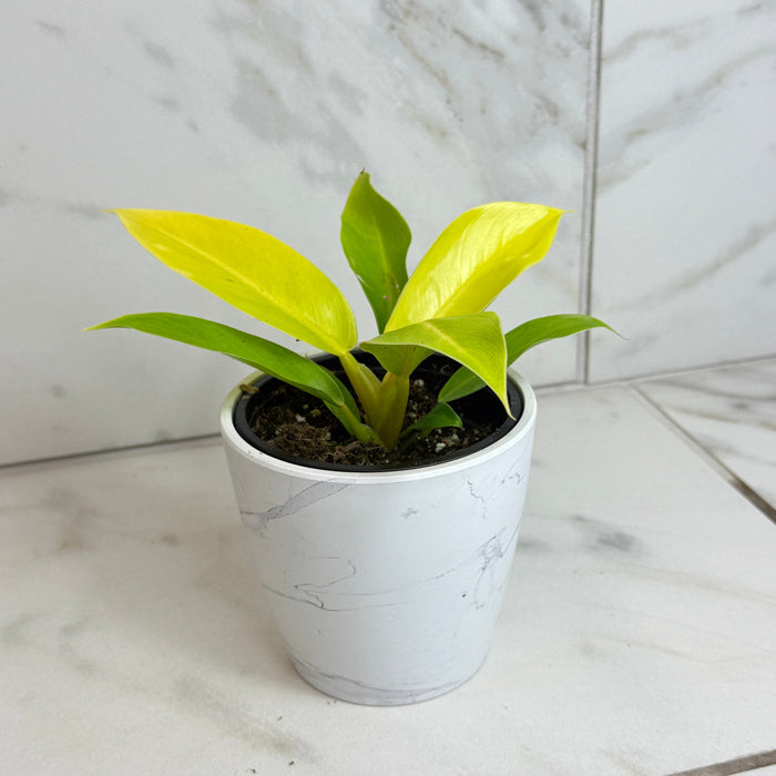 The Plant Farm® Houseplants Philodendron Moonlight, 4" Plant