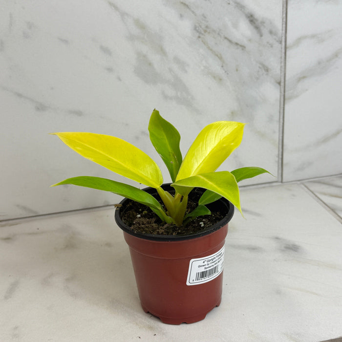 The Plant Farm® Houseplants Philodendron Moonlight, 4" Plant