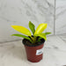 The Plant Farm® Houseplants Philodendron Moonlight, 4" Plant