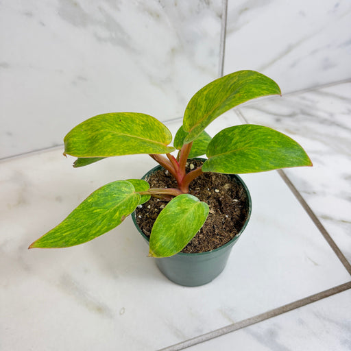 The Plant Farm® Houseplants Philodendron Painted Lady, 4" Plant