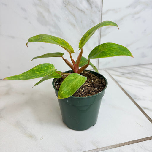 The Plant Farm® Houseplants Philodendron Painted Lady, 4" Plant