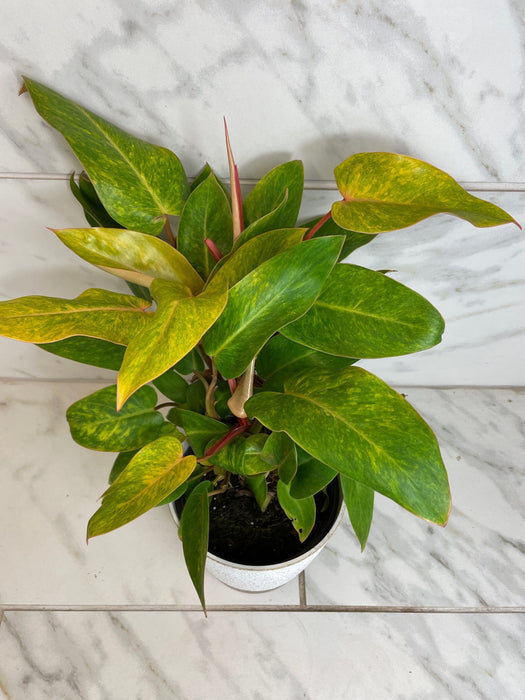 The Plant Farm® Houseplants Philodendron Painted Lady, 6" Plant